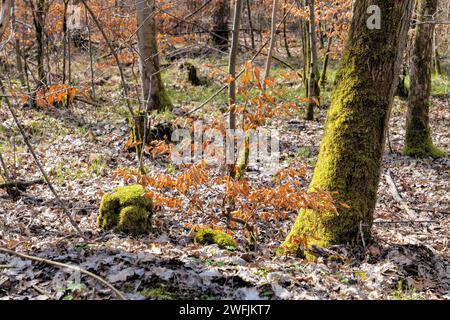 Paesaggio naturale nella foresta con tronco di alberi di mosco e piccolo faggio adiacente in primavera Foto Stock