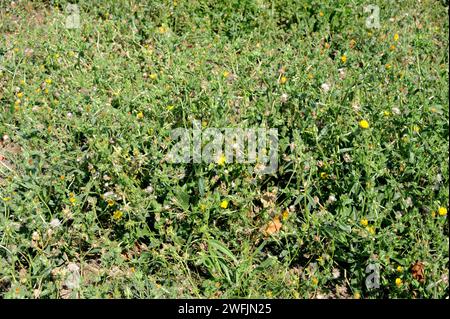 La lingua di bue (Picris echioides o Helminthotheca echioides) è un'erba annuale o biennale originaria del bacino del Mediterraneo, della Gran Bretagna e dell'Irlanda Foto Stock