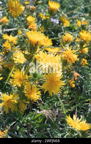 Lo scolymus grandiflorus è una pianta annuale o perenne originaria dell'Africa settentrionale, dell'Italia, della Francia e dell'Asia occidentale. Dettagli dei capitoli. Foto Stock