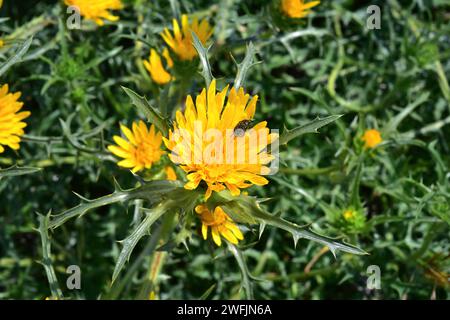 Lo Scolymus grandiflorus è una pianta annuale o perenne originaria dell'Africa settentrionale, dell'Italia, della Francia e dell'Asia occidentale. I capitoli dettagliano con il coleottero m Foto Stock