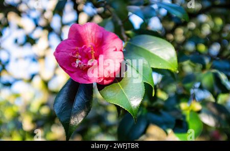 Una camelia rosa japonica fiorita in inverno nel Sussex , Inghilterra Regno Unito Foto Stock