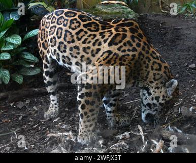 Jaguar sudamericana Foto Stock