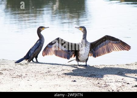 Due cormorani riposano dopo la loro attività di pesca nel fiume Douro, nel nord del Portogallo Foto Stock