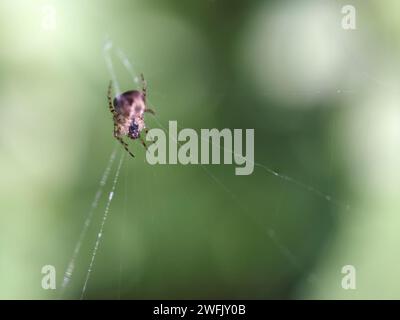 Spider macro. DOF poco profondo. Foto Stock