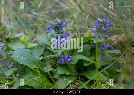 Genfer Günsel, Heide-Günsel, Heidegünsel, Ajuga genevensis, Carpet Bugle, Bugle verticale, Blue Bugle, Geneva Bugleweed, Blue Bugleweed Foto Stock