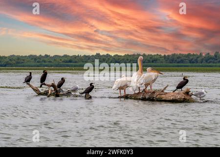 Un gruppo di pellicani e altri uccelli nel delta del Danubio, in Romania. La naturale rezervazione. Foto Stock