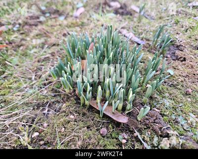 240129Vorfrühling News ID: EN 2024-01-29 Vorfrühling Mitten in der Winterzeit erste Schneeglöckchen blühen Region. Wer im Erzgebirge aktuell den Winter sucht, der findet diesen nur in den Gipfelregionen. Ein Hochdruckgebiet sorgt aktuell für sonniges und auch warmes Wetter. AM Montag kletterte das Thermometer in vielen Regionen im Erzgebirge auf zweistellige Werte, so auch in Zwönitz. Der reichliche Niederschlag in den letzten Wochen und die warmen Sonnenstrahlen der vergangenen Tage reichten nun aus, dass erste Schneeglöckchen aus dem Boden wuchsen. IM benachbarten Aue- Bad Schlema wurden bei Foto Stock