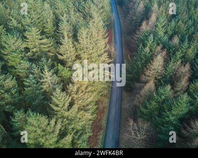 Vista aerea di una strada che passa attraverso una piantagione di conifere Foto Stock