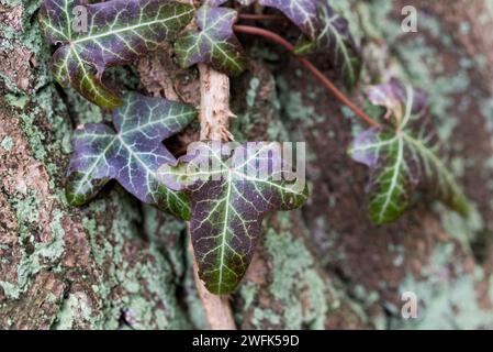 Hedera Helix, foglie di edera comuni su fuoco selettivo primo piano degli alberi Foto Stock