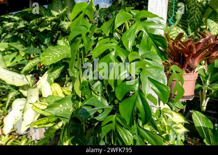 Philodendron tetrasperma foglie in giardino Foto Stock