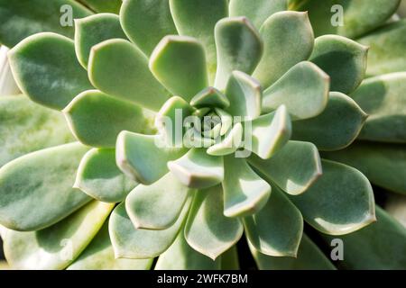 Primo piano del rossetto Echeveria agave succulento Foto Stock