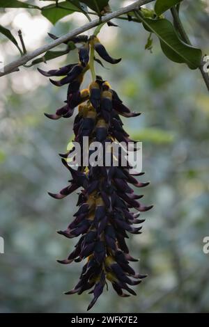 La Mucuna bracteata è un arbusto arrampicato che cresce nei biomi subtropicali. Si tratta di una coltura di copertura che protegge il terreno da erbacce e piante, aiuta i cro esistenti Foto Stock