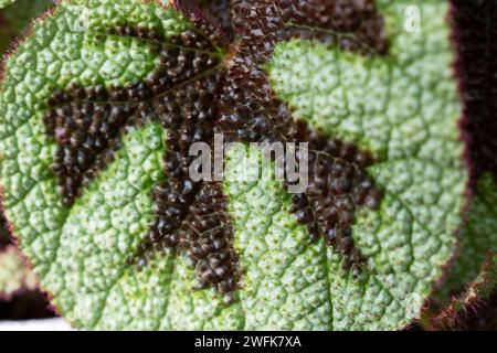 Primo piano della foglia di croce di ferro Begonia masoniana Begonia Foto Stock