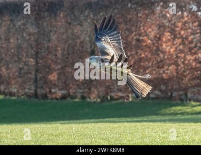 Uno spettacolare aquilone rosso ( Milvus milvus ) in azione . portare via un po' di carne. Preso su una siepe di faggio in un giardino, Suffolk, Regno Unito Foto Stock