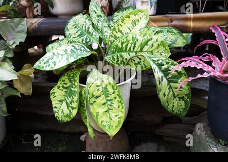 Primo piano della foglia mimetica del riflettore Dieffenbachia in un vaso Foto Stock