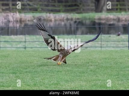 Uno spettacolare aquilone rosso ( Milvus milvus ) in azione . Decollando con la carne, i taloni si sono allungati. Preso in uno sfondo giardino, Suffolk, Regno Unito Foto Stock