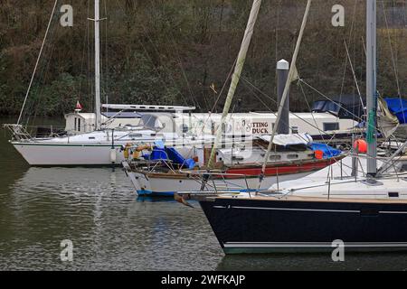 La chiatta con l'anatra seduto / narrowboat e altre barche / yacht ormeggiati sul fiume Ely, vicino al porto turistico di Penarth. L'inverno 2024 è stato gennaio Foto Stock