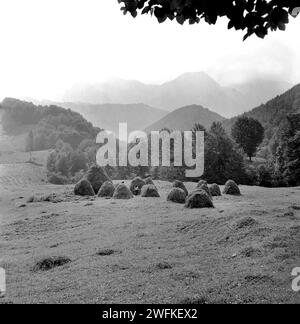 Contea di Vrancea, Repubblica Socialista di Romania, ca. 1977. Due donne costruiscono tradizionali fienili in un pascolo di montagna. Foto Stock