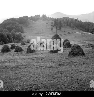Contea di Vrancea, Repubblica Socialista di Romania, ca. 1977. Due donne costruiscono tradizionali fienili in un pascolo di montagna. Foto Stock