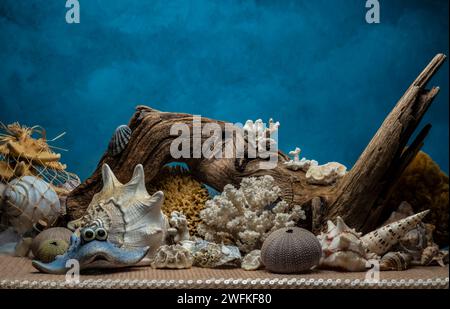 Shell&legno Foto Stock