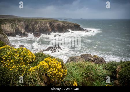 Costa frastagliata in una giornata molto ventosa a St non's Bay vicino a St Davids nel Pembrokeshire, Galles. Foto Stock