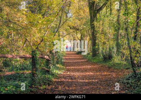 Un ciclista pedala lungo la Salterns Way di 19 km e attraversa Salterns Copse accanto a Chichester Marina in una brillante giornata autunnale. Foto Stock