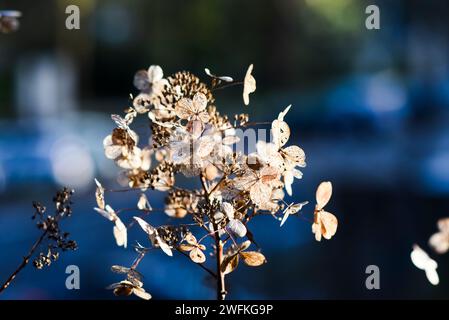 Fiore di ortensia essiccato in giardino in una giornata di sole. Foto Stock