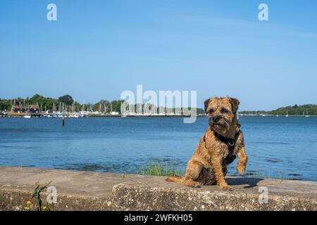 Un cane Border Terrier seduto su un muro a Chichester Marina guardando verso la piscina Birdham nello splendido scenario del porto di Chichester in una giornata di sole. Foto Stock