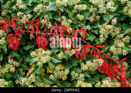 Foglie rosse di una vite strisciante (Virginia Creeper, Woodbine) contro edera verde con fiori bianchi in autunno Foto Stock