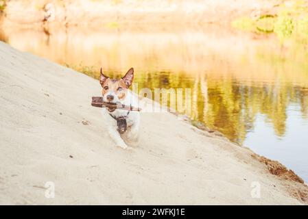 Cane che gioca a fetch sulla spiaggia di sabbia selvaggia del fiume tenendo in bocca il bastone di legno Foto Stock