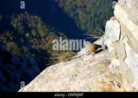 Due piccoli uccelli arroccati su una sporgenza rocciosa con una valle pittoresca sullo sfondo lontano Foto Stock