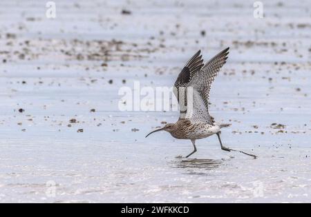 Curlew, Numenius arquata, che volano a bassa quota sulle pianure fangose. Foto Stock