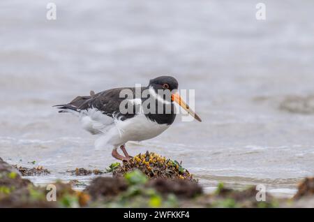 Oystercatcher, Haematopus ostralegus, che si nutrono alla linea della marea mentre la marea scende. Poole Harbour. Foto Stock