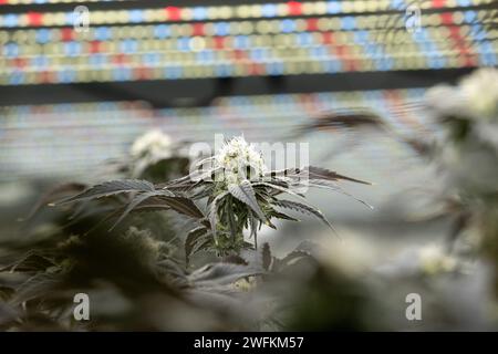 La cannabis viene mantenuta sotto la luce della crescita all'interno della sala di crescita di un dispensario legale di marijuana Rhode Island. Foto Stock