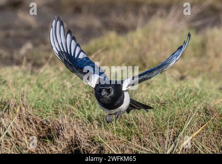 Magpie comuni, Pica pica, in volo sulla prateria, inverno. Foto Stock