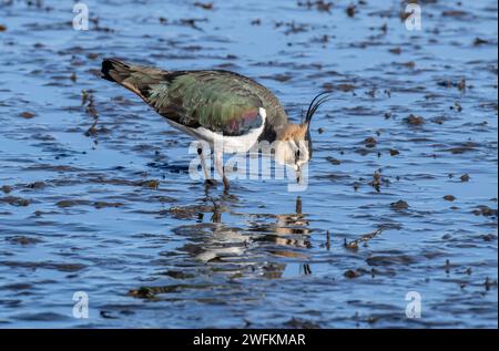 Il risveglio settentrionale, Vanellus vanellus, che si nutre in acque poco profonde sul bordo di una laguna costiera, il Dorset. Foto Stock