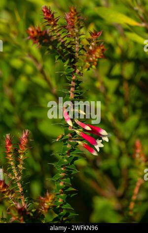 Brughiera fucsia, Epacris longiflora, in fiore nella macchia costiera, Parco Nazionale del Porto di Sydney. Australia, Foto Stock