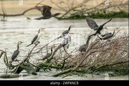 Gruppo di piccoli cormorani pied, Microcarbo melanoleucos, roosting, con grande cormorano che vola sopra la testa. Coorong, Australia. Foto Stock