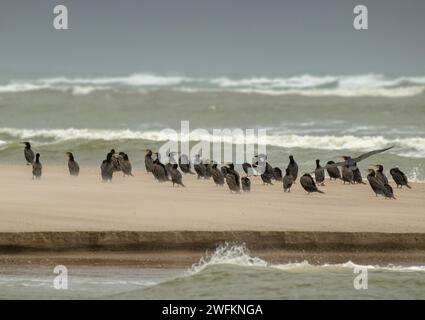 Great Cormorants, Phalacrocorax Carbo, che si snodano su un bar di sabbia alla foce del fiume Murray, con l'oceano dietro. Australia. Foto Stock