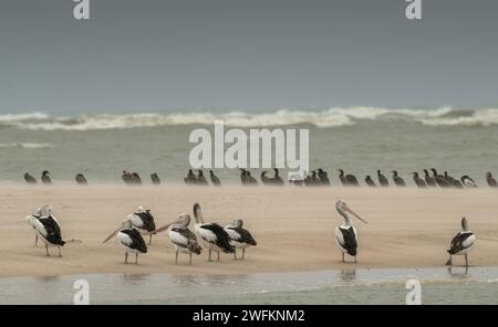 Pellicani australiani, Pelecanus conspicillatus, e grandi cormorani, Phalacrocorax carbo, che vagano su una barra di sabbia alla foce del fiume Murray, con l'oceano B. Foto Stock