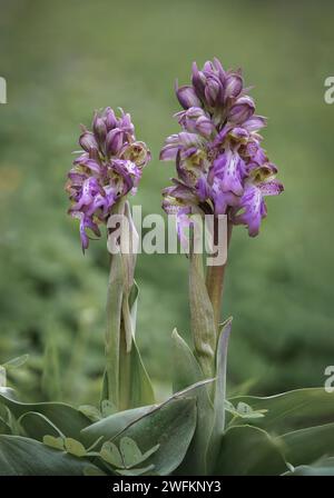 Orchidea gigante, Barlia robertiana, Himantoglossum robertianum, Andalusia, Spagna. Foto Stock