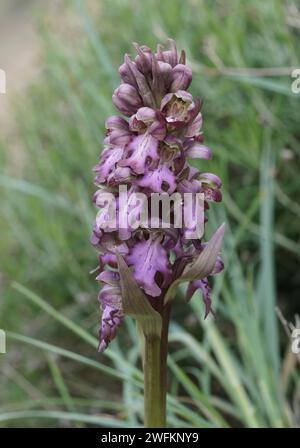 Orchidea gigante, Barlia robertiana, Himantoglossum robertianum, Andalusia, Spagna. Foto Stock