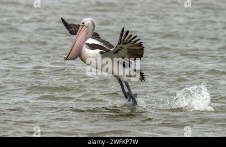 Pelican australiano, Pelecanus conspicillatus, in volo dopo aver catturato un pesce, sopra la laguna di Coorong, Australia meridionale. Foto Stock