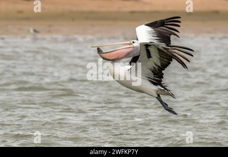 Pelican australiano, Pelecanus conspicillatus, in volo dopo aver catturato un pesce, sopra la laguna di Coorong, Australia meridionale. Foto Stock