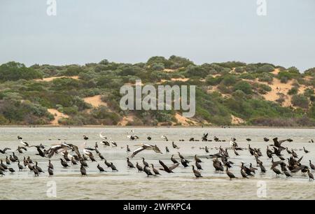 Grandi greggi di pellicani australiani, Pelecanus conspicillatus e grandi cormorani, con cigni neri, Coorong, Australia meridionale. Foto Stock