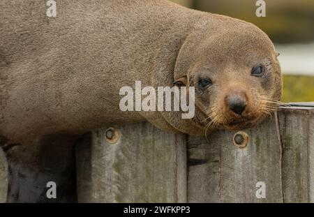 Foca dal naso lungo, Arctocephalus forsteri, che riposa su uno stretto molo di legno, Coorong, Australia meridionale. Foto Stock