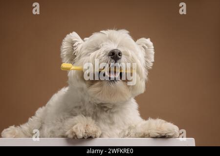 cane che tiene uno spazzolino tra i denti su uno sfondo marrone pulito Foto Stock