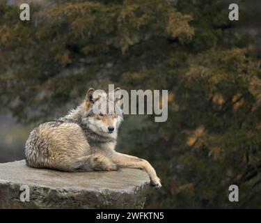 Lupo grigio messicano (Canis lupus) che si rilassa su una roccia nella foresta Foto Stock