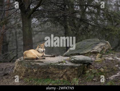 Lupo grigio messicano (Canis lupus) che si rilassa su una roccia nella foresta Foto Stock