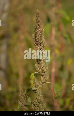 Infiorescenza di piante di amaranto verde o di erbacce lisce. Foto Stock